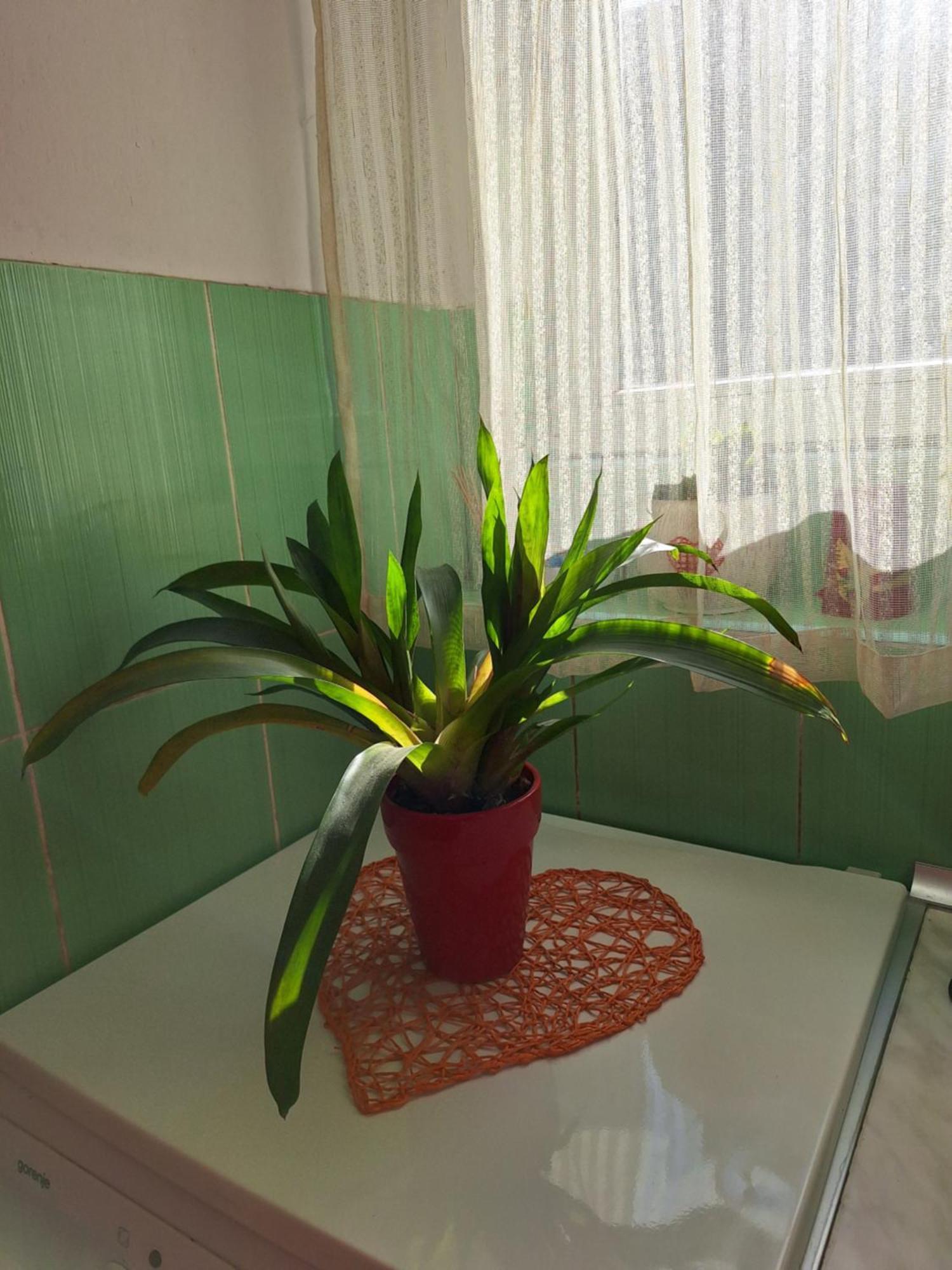 Apartman Maja Appartement Belgrado Buitenkant foto